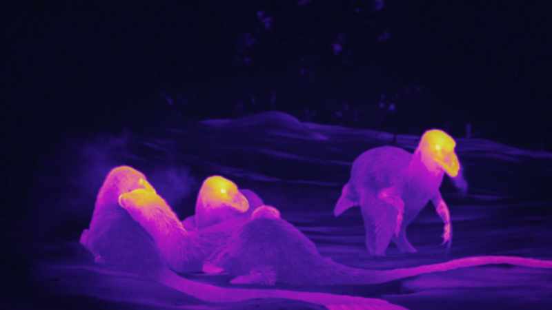 Like most dinosaurs, they are warm-blooded