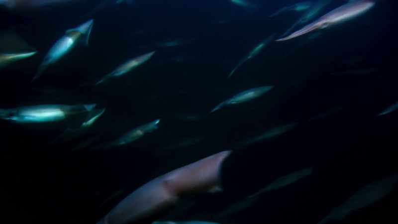 Like most squid, they're voracious hunters