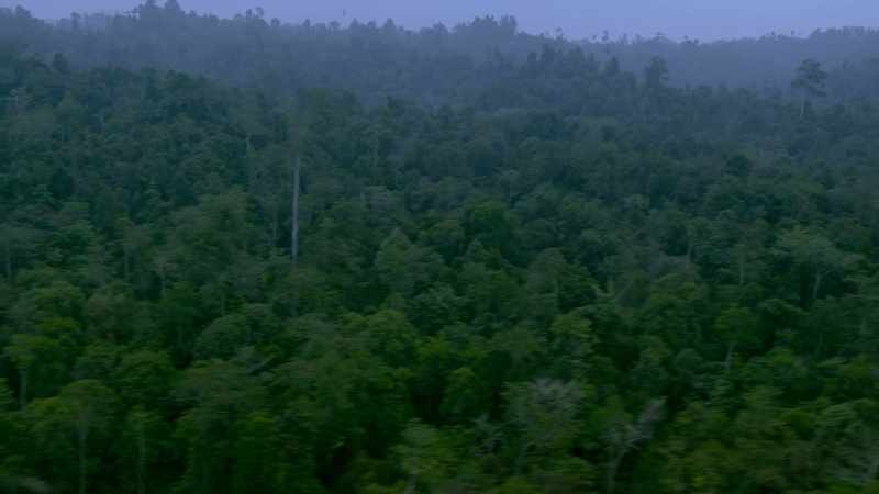 LIKE OCEANS, RAINFORESTS ABSORB CARBON