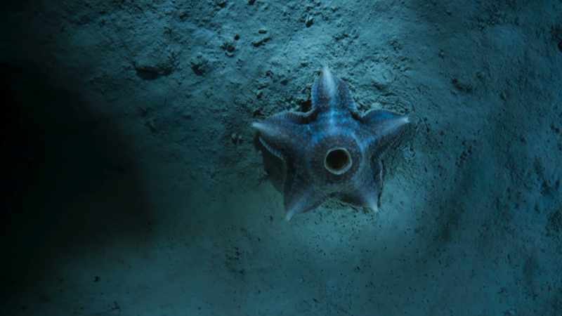 Like this starfish