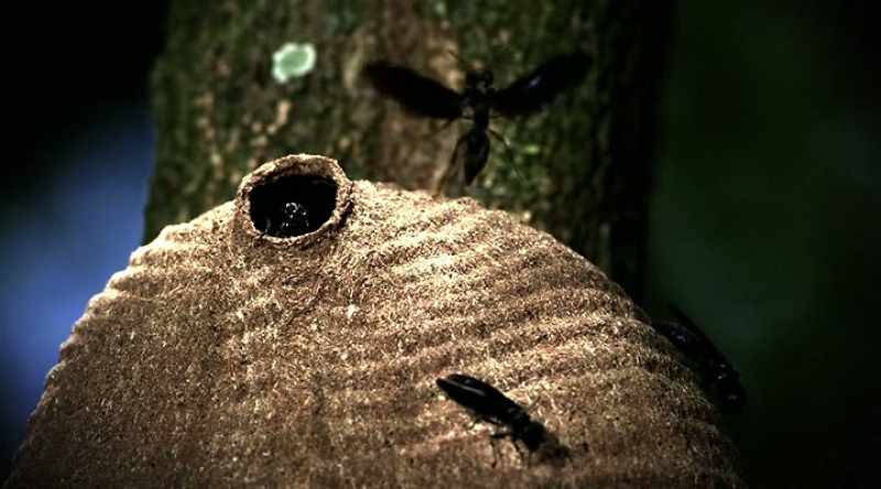 Like the executioner wasp
