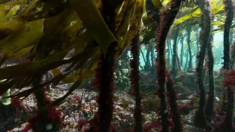 Like the seagrass, this underwater forest