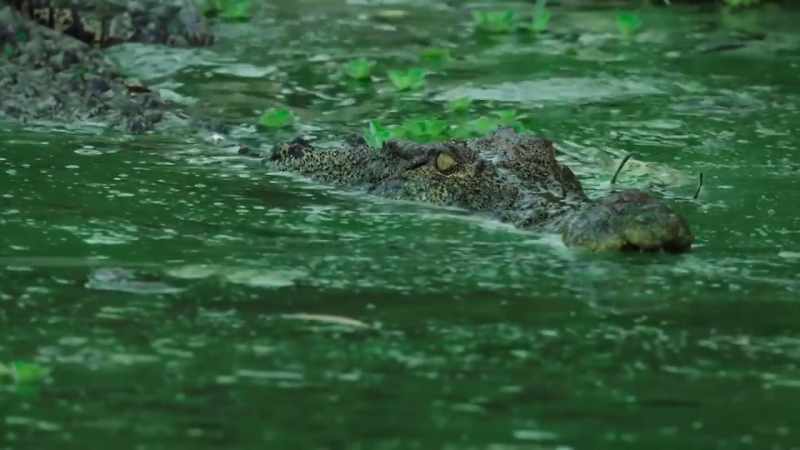 Like the tuatara, these reptiles are virtually unchanged