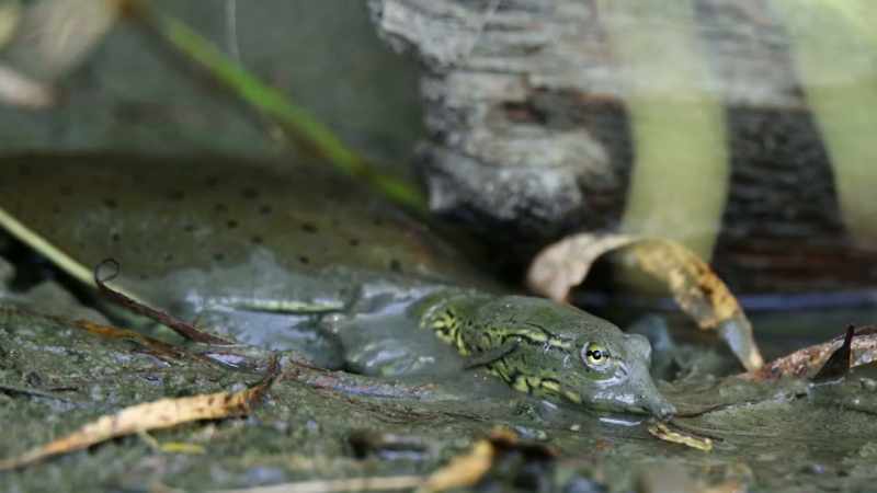 Like today's spiny softshell turtle