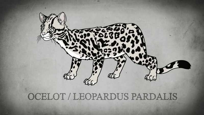 LIL BLURP: Yeah! Ocelots be like mini tigers
