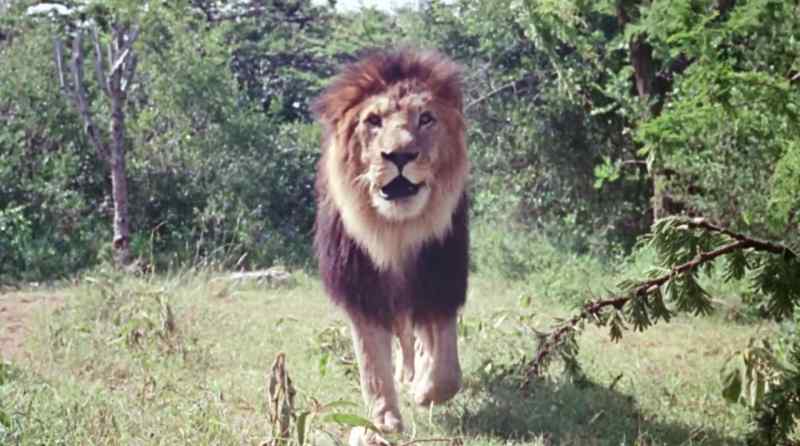 (lion growling)
