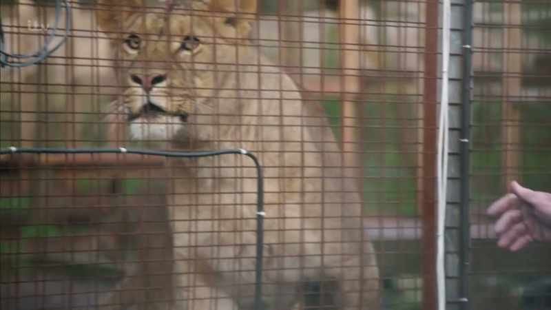 LION ROARS