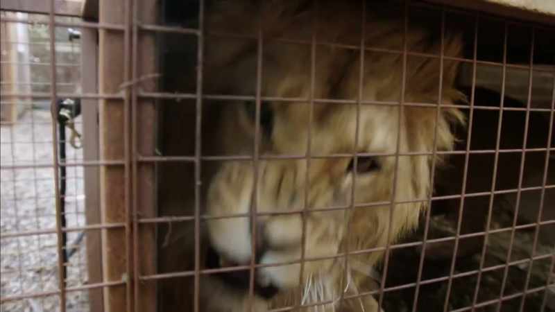 LION ROARS
