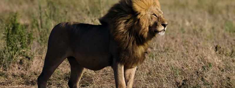 [lion snarling]