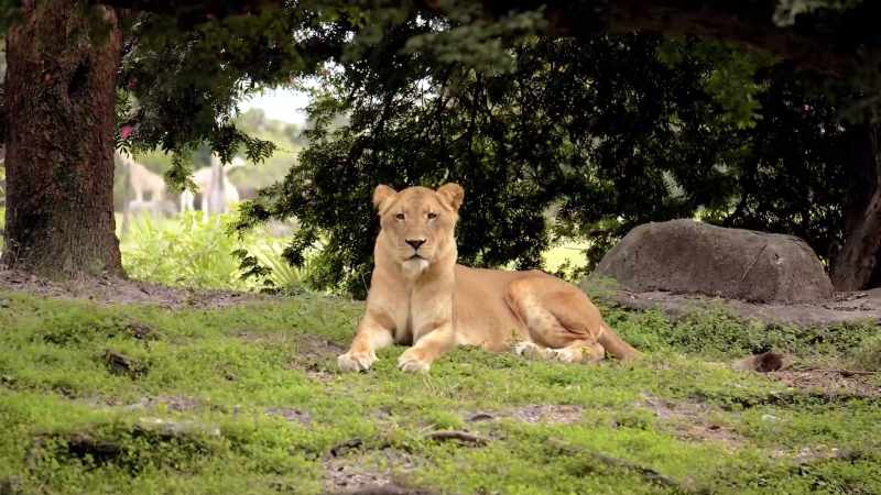 Lions, cheetahs, elephants