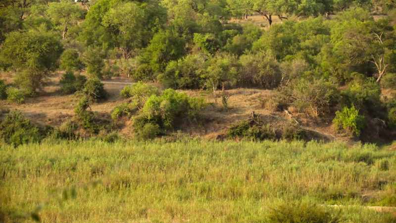 Lions cover huge distances following prey