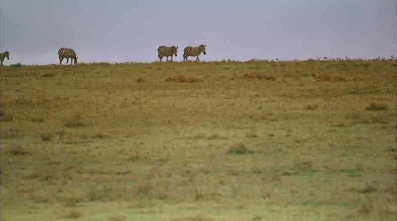 Lions hunt with both might and stealth