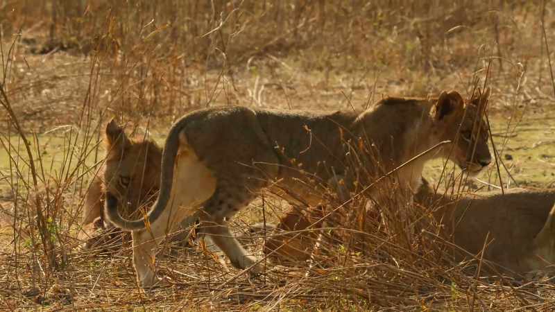 Lions need courage