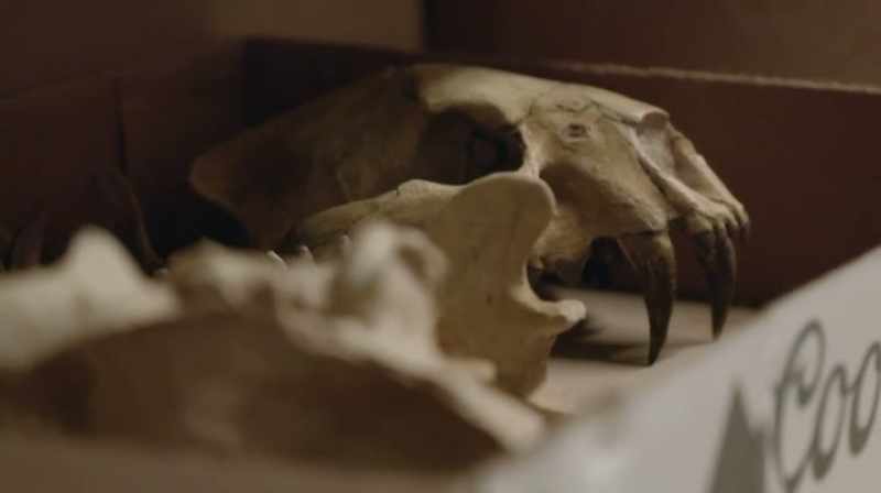LITTLE CRETACEOUS MAMMAL SKULLS
