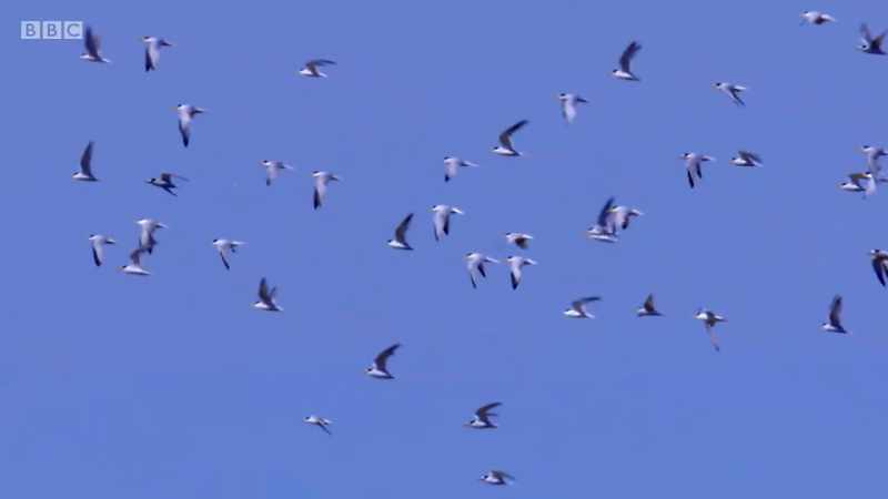 Little terns