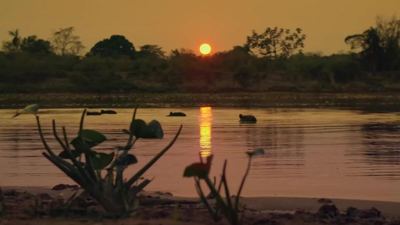 Living together gives capybaras time to chill