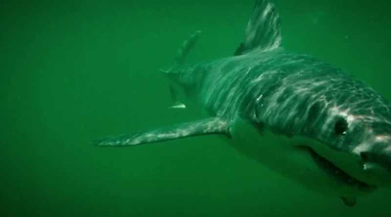 LIZA: We were surprised to see that the sharks in this study seem to be
