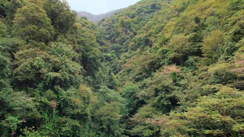 Liziping is real panda habitat