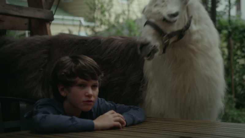 [llama hums]