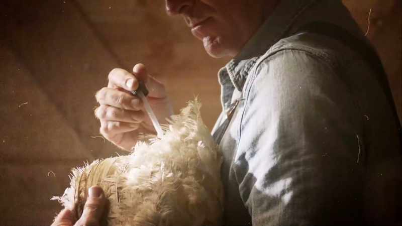 Lloyd is able to keep Mike the headless chicken alive