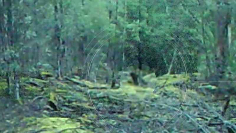 LOCAL TRACKERS BELIEVE THEY'VE CAPTURED AN EXTINCT BEAST
