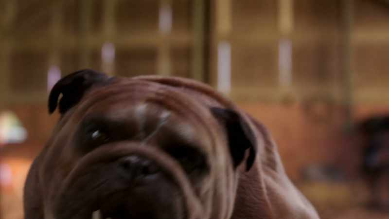 [ Lockjaw grunts ]