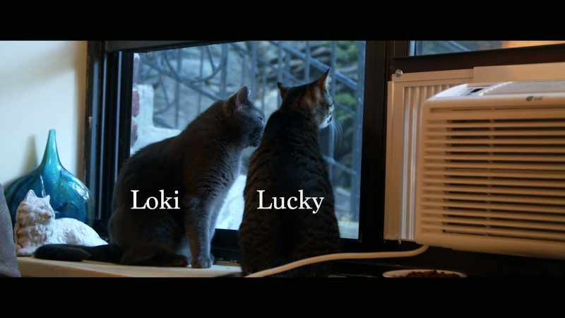 Loki and Lucky, the two males