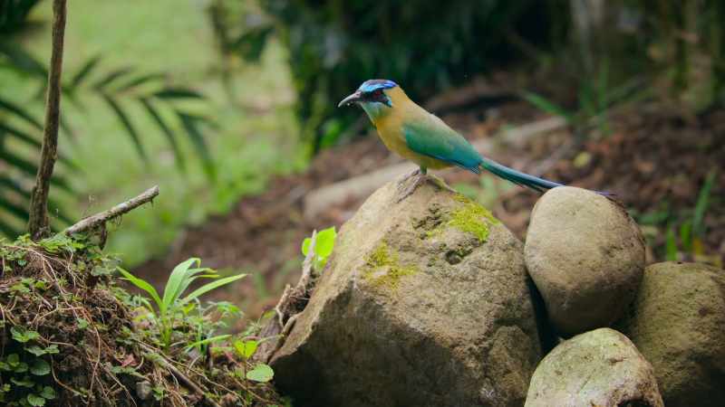 Long enough for even the most patient motmot