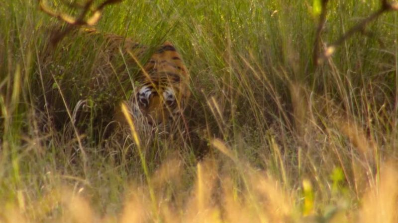 Long grass may hide a tigress from her prey