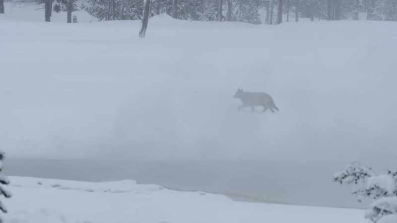 Long legs can ford the deep snow