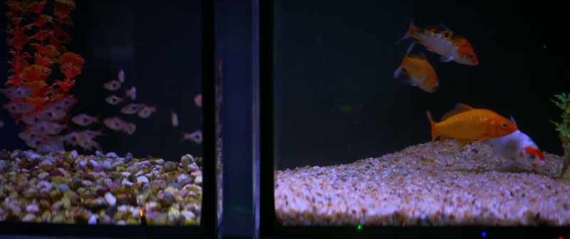 Long shrimp-looking ones