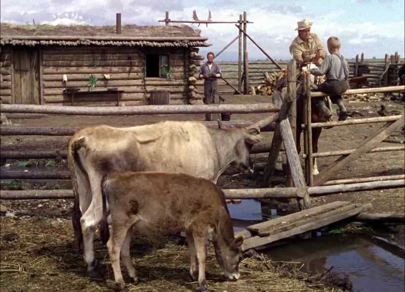 Long time since I've seen a Jersey cow