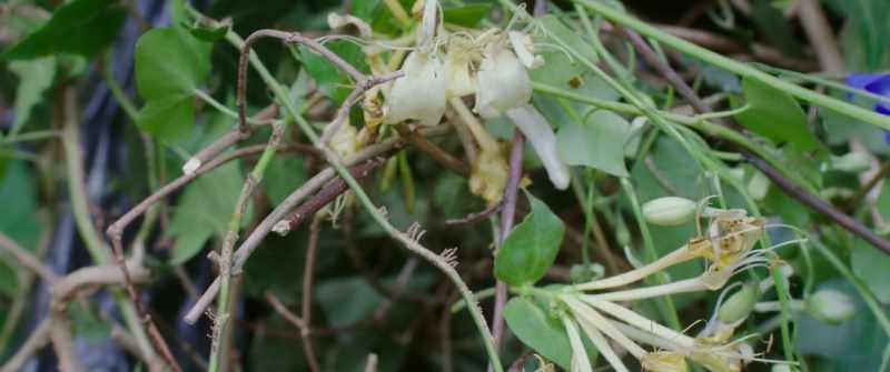 Lonicera Aureoreticulata