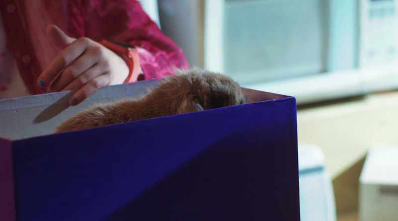 Look at him, Ulysses. He's just as cute