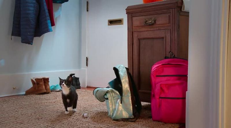 Look at me, look at me! I'm a cat!