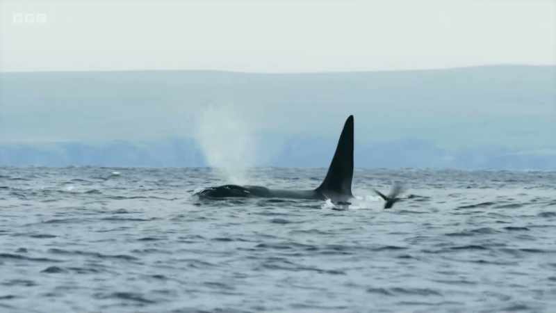 Look at the size of that dorsal fin!