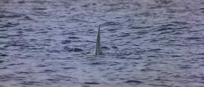 Look, that idiot is in the water!