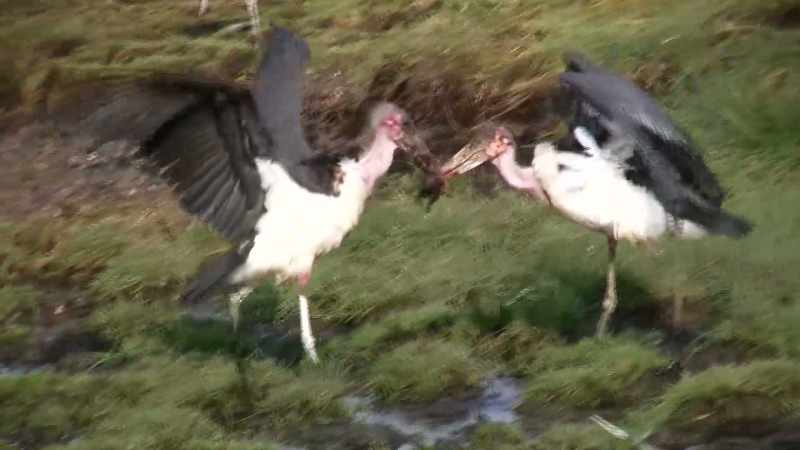 Look, we marabous fight over food