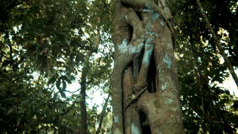 LOOK. THIS TREE HAS A VINE