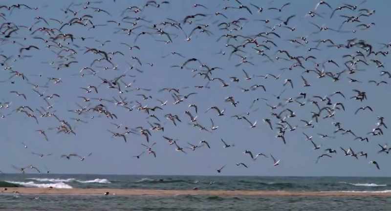 Looking at influenza primarily in wild birds