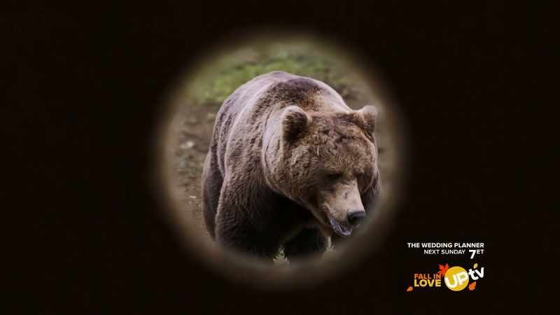 Looks like a three year old bear