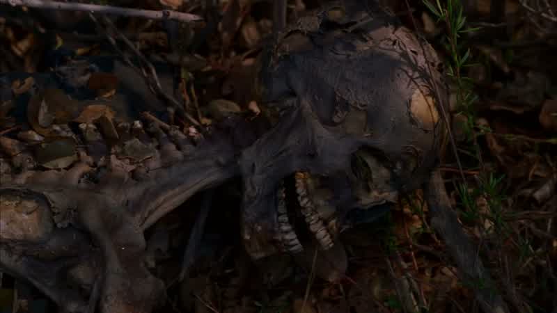 LOOKS LIKE THE HEAD IS BUSTED OPEN