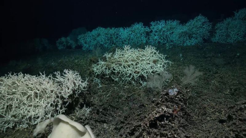 Lophelia, deep-sea coral reefs