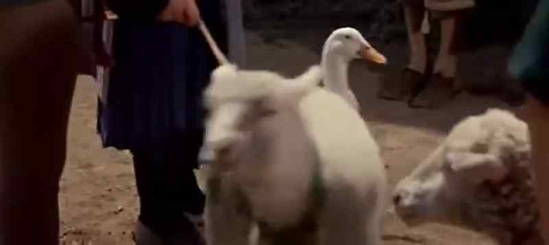 Lord, we ask thy blessings for these animals