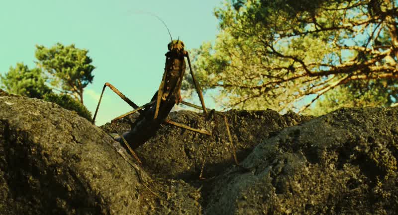 Los guerrilleros se meten en los bosques
