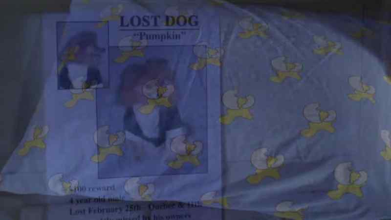 LOST DOG