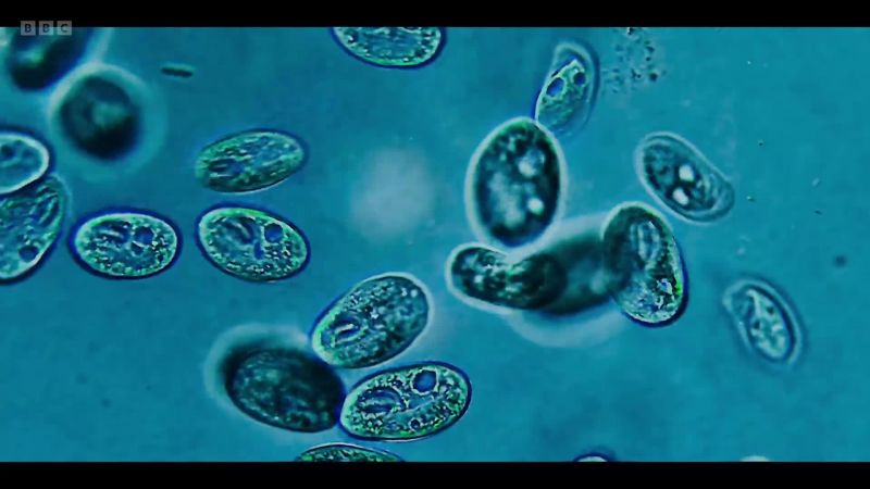 Lots of things are alive, from tiny microbes to bigger microbes