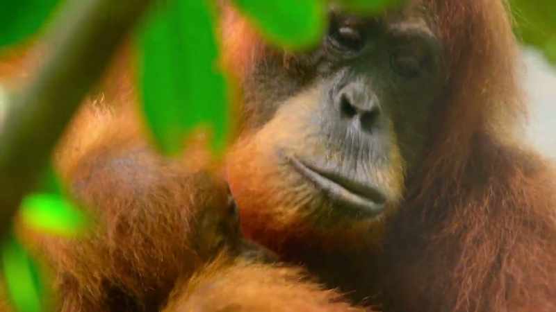 Louis and Eden's generation could be the last wild orangutan