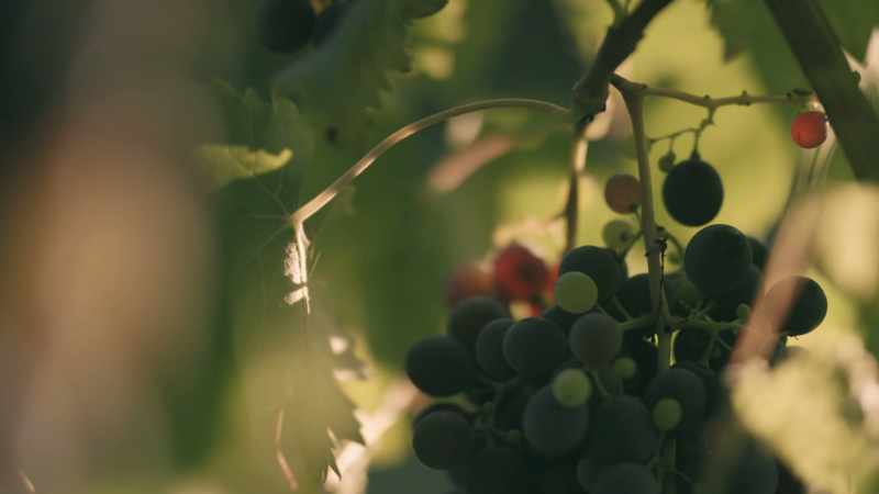 Low in tannins and quick to ferment