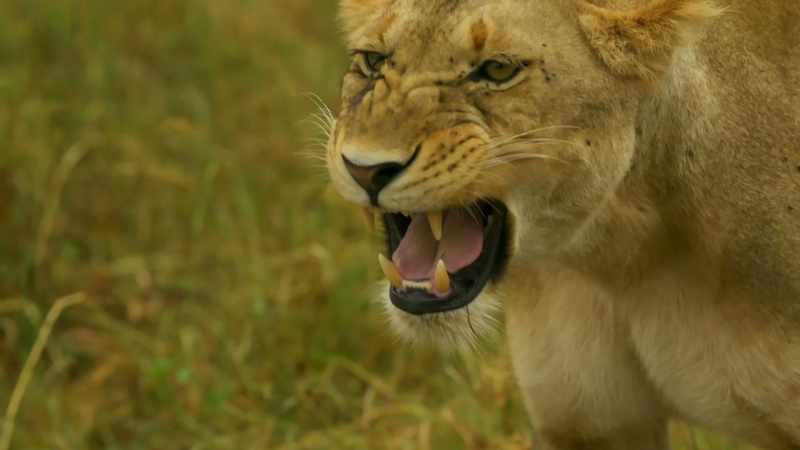 LOW ROAR